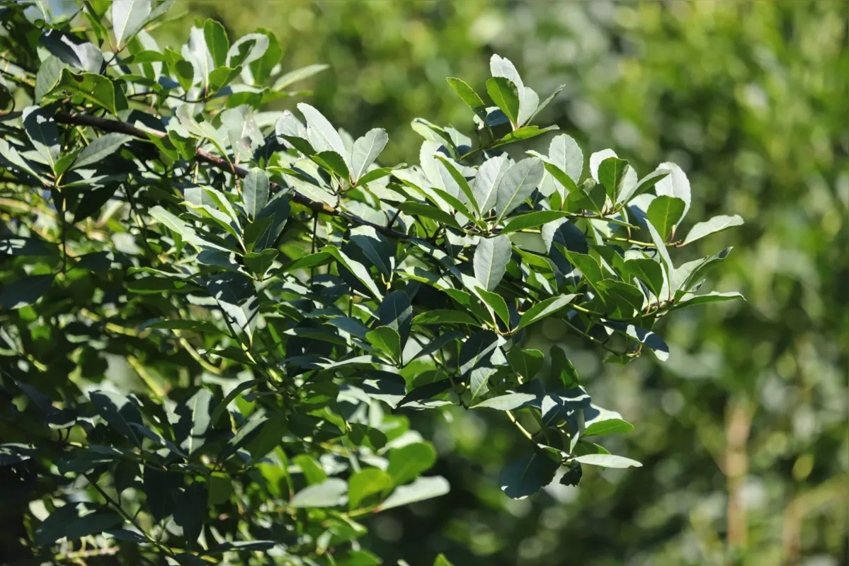 O Paraná é o maior produtor de erva-mate do Brasil e nos últimos anos a produção vem ganhando valor agregado