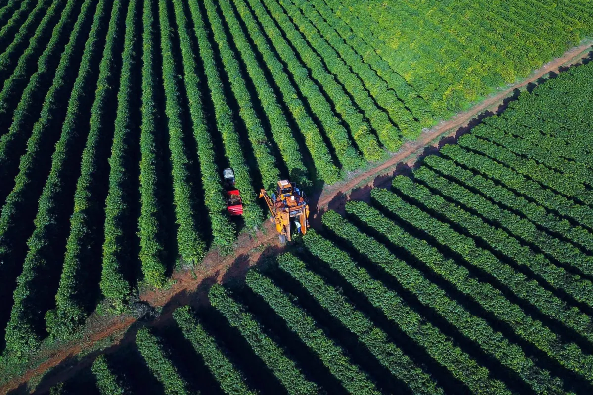 O café é o 28º produto agrícola com maior VBP do Estado e a cultura está presente em 187 municípios do Paraná
