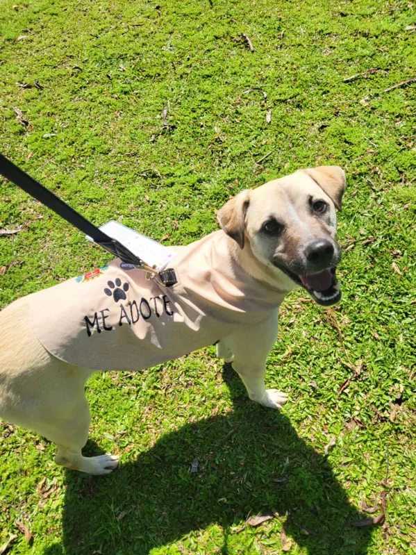 Imagem ilustrativa da imagem Projeto incentiva a adoção de cães a partir de testes de convívio