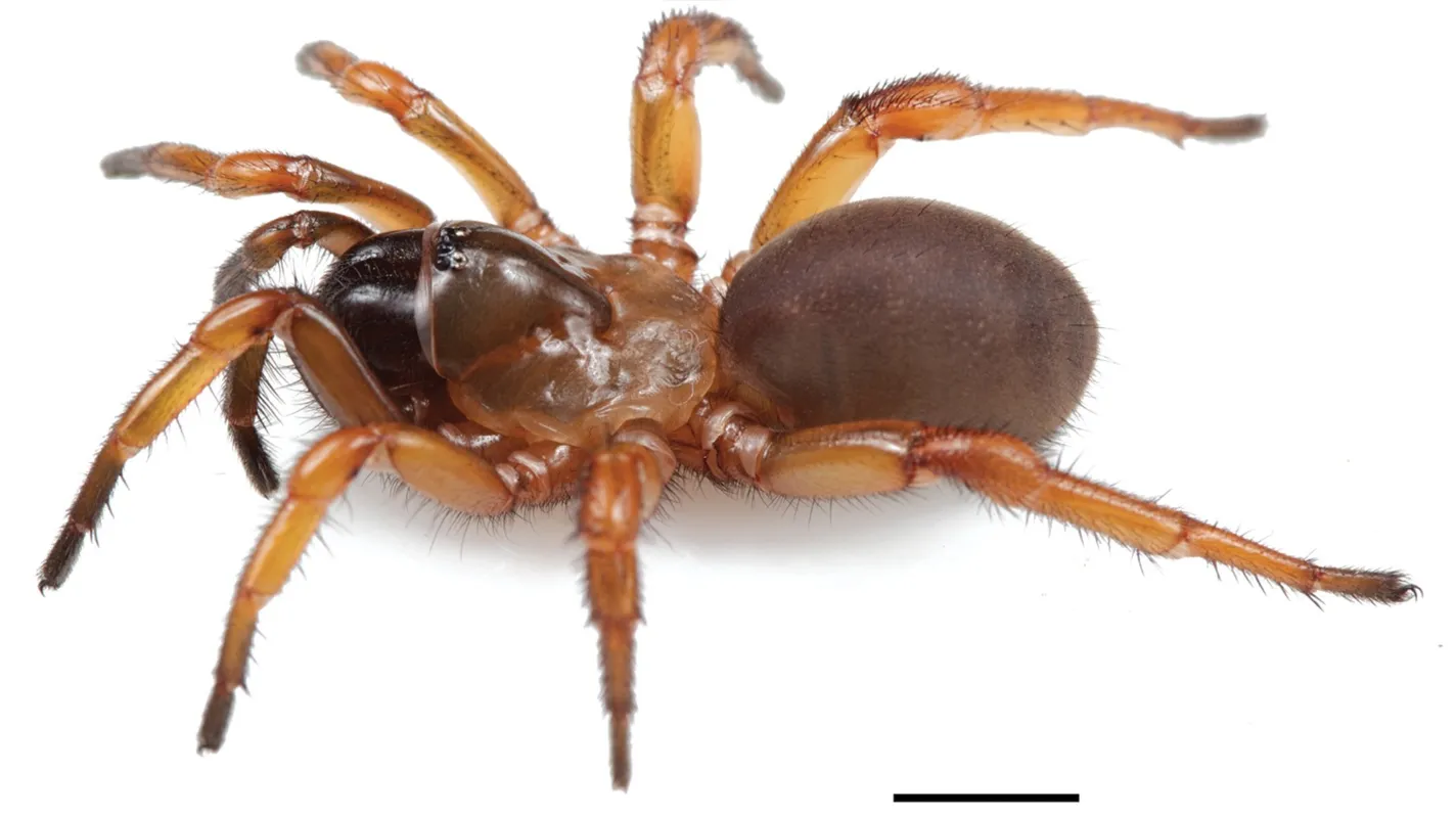 Uma fêmea de Myrmekiaphila neilyoungi, inofensiva e famosa.