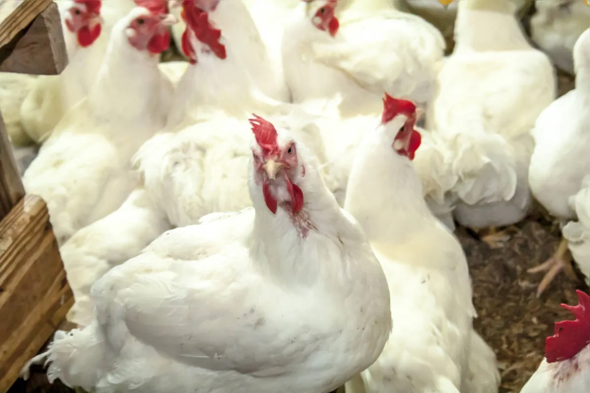 O custo da produção do frango caiu 6% no Paraná em abril de 2023 em comparação com o mesmo período do ano anterior