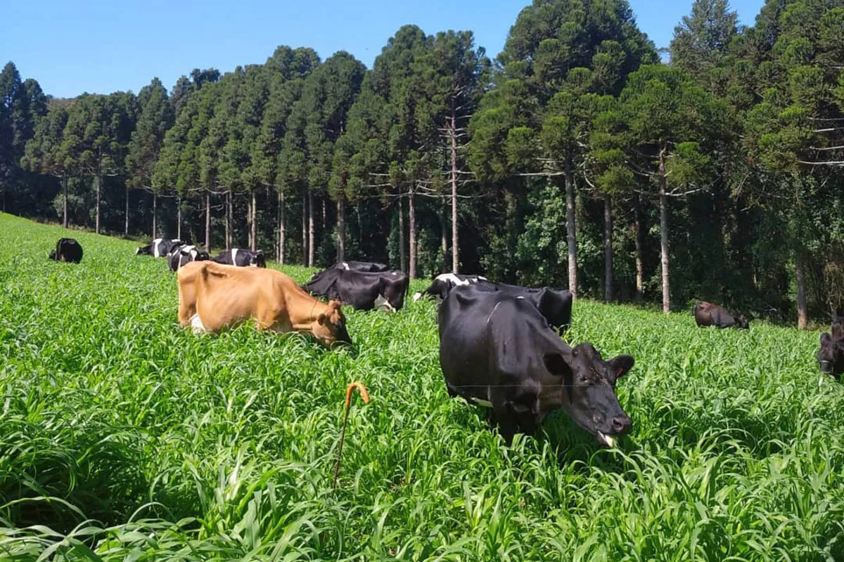 Um dos itens levados em conta para a certificação foi sistema leite a pasto ou extensivo, em que as vacas não ficam confinadas na propriedade de Roseli Capra