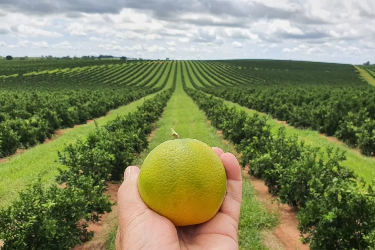São cultivados no Paraná cerca de 29 mil hectares de cítricos