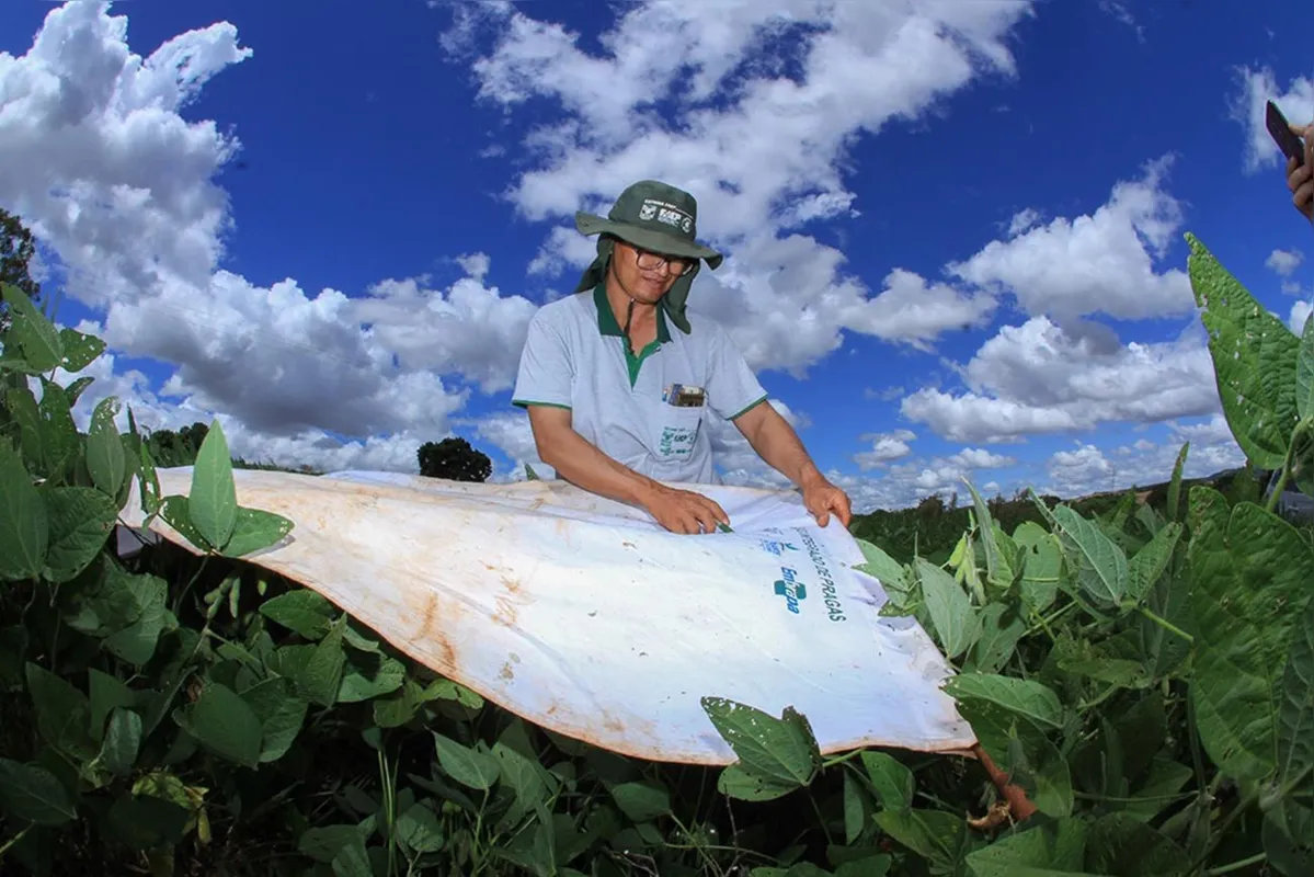 O produtor rural Marcio Nakahara utiliza o pano de batida para detectar pragas na soja