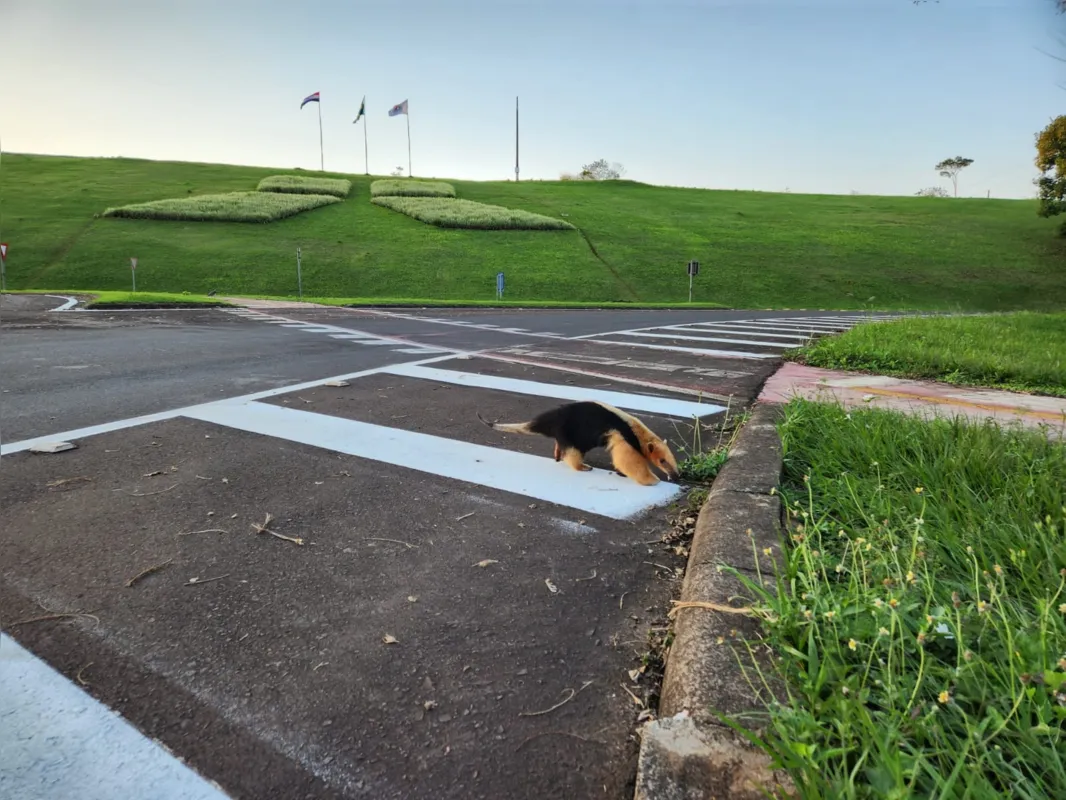 Imagem ilustrativa da imagem Tamanduá-mirim é visto na área da usina de Itaipu
