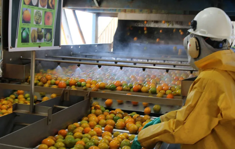 Fábrica da Integrada em Uraí vem processando 170 mil caixas de laranja ao mês, o que corresponde a 7 mil toneladas da fruta