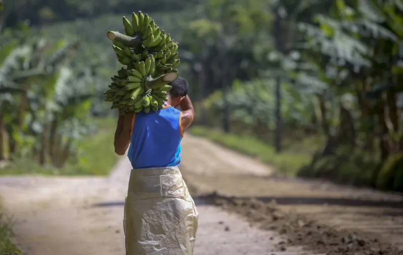 Um dos problemas dos produtores de banana de Guaratuba é encontrar mão de obra qualificada