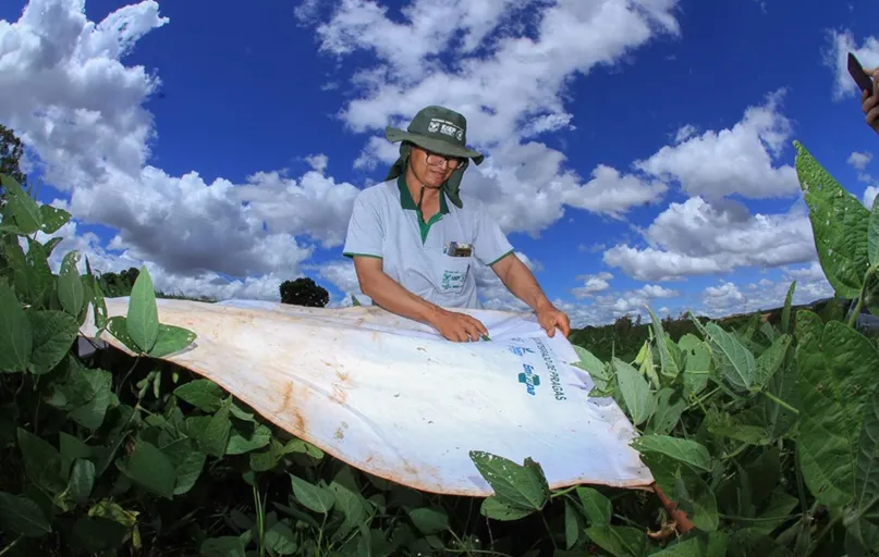 O produtor rural Marcio Nakahara utiliza o pano de batida para detectar pragas na soja