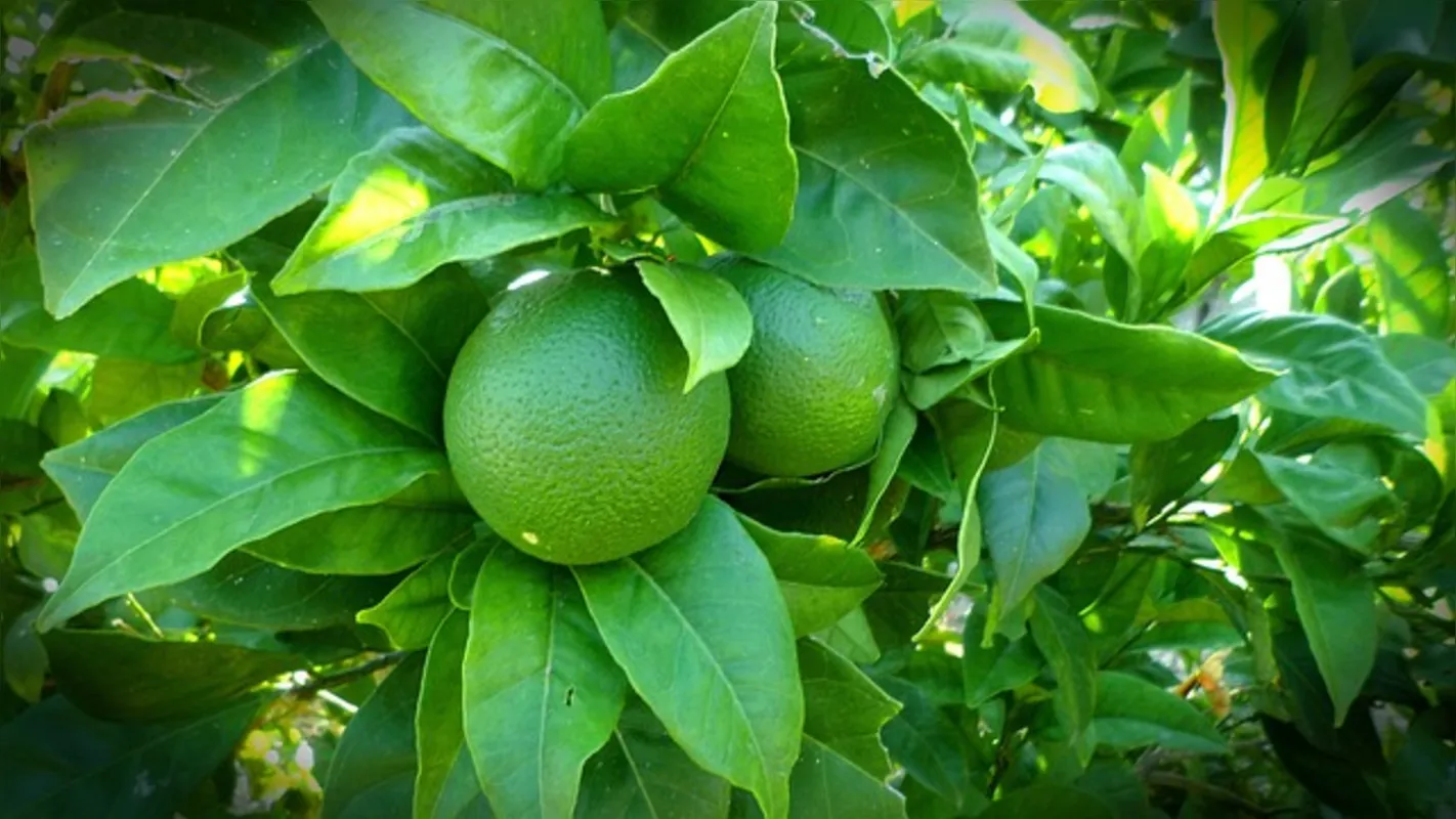 Controle de pragas e doenças é um dos desafios dos produtores, visto que o limão é cultivado em campo aberto