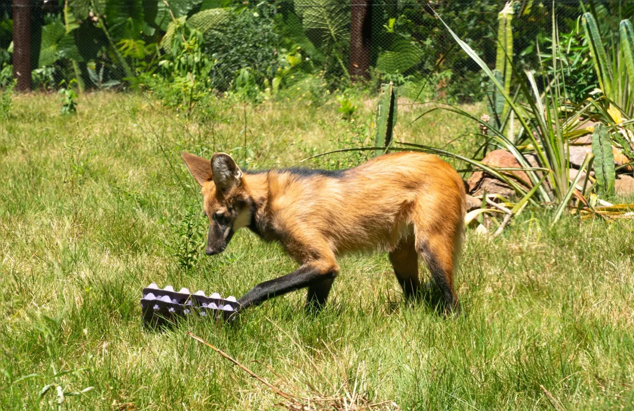 Lobo-guará é uma espécie ameaçada de extinção; Tangerina já pode ser observada pelos turistas