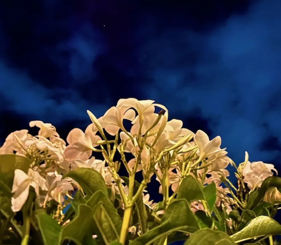 Imagem ilustrativa da imagem CIDADE FALA: Flores