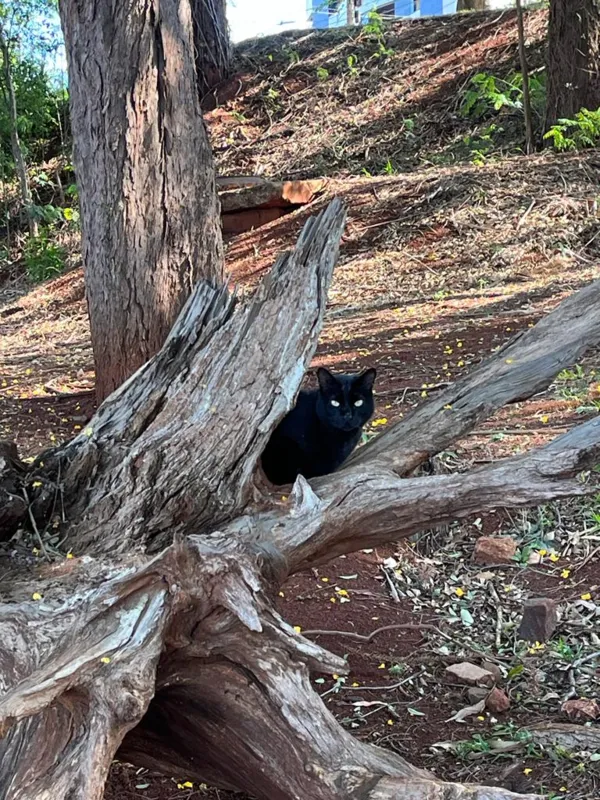 Imagem ilustrativa da imagem CIDADE FALA: O gato