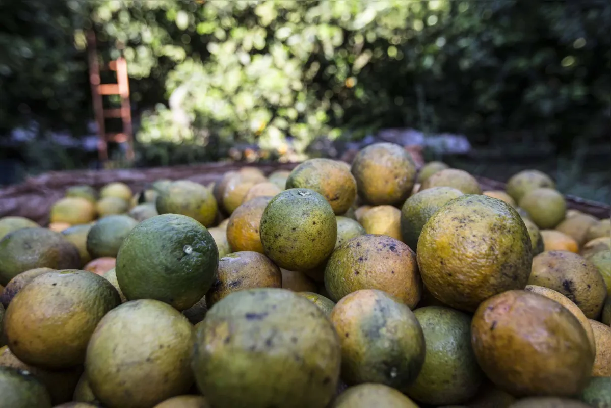 orange production on a farm in ParanÃ¡
