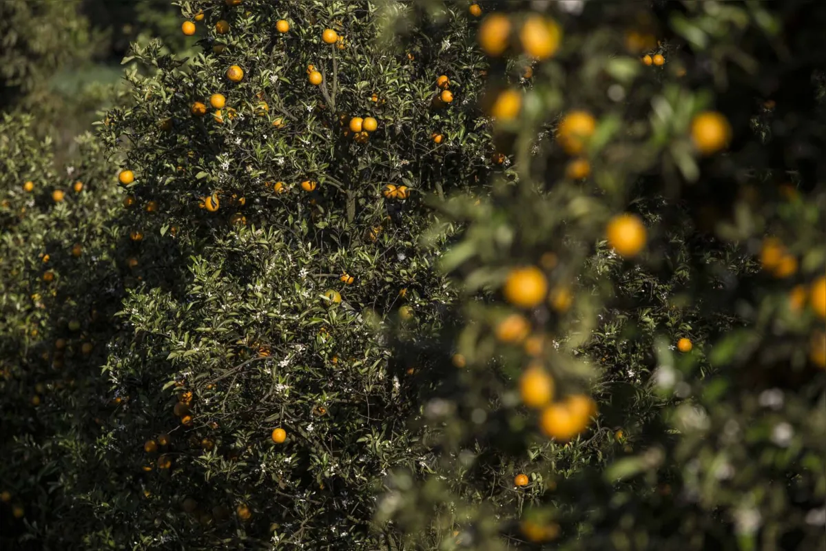 Orange grove plantation in Brazil - ParanÃ¡