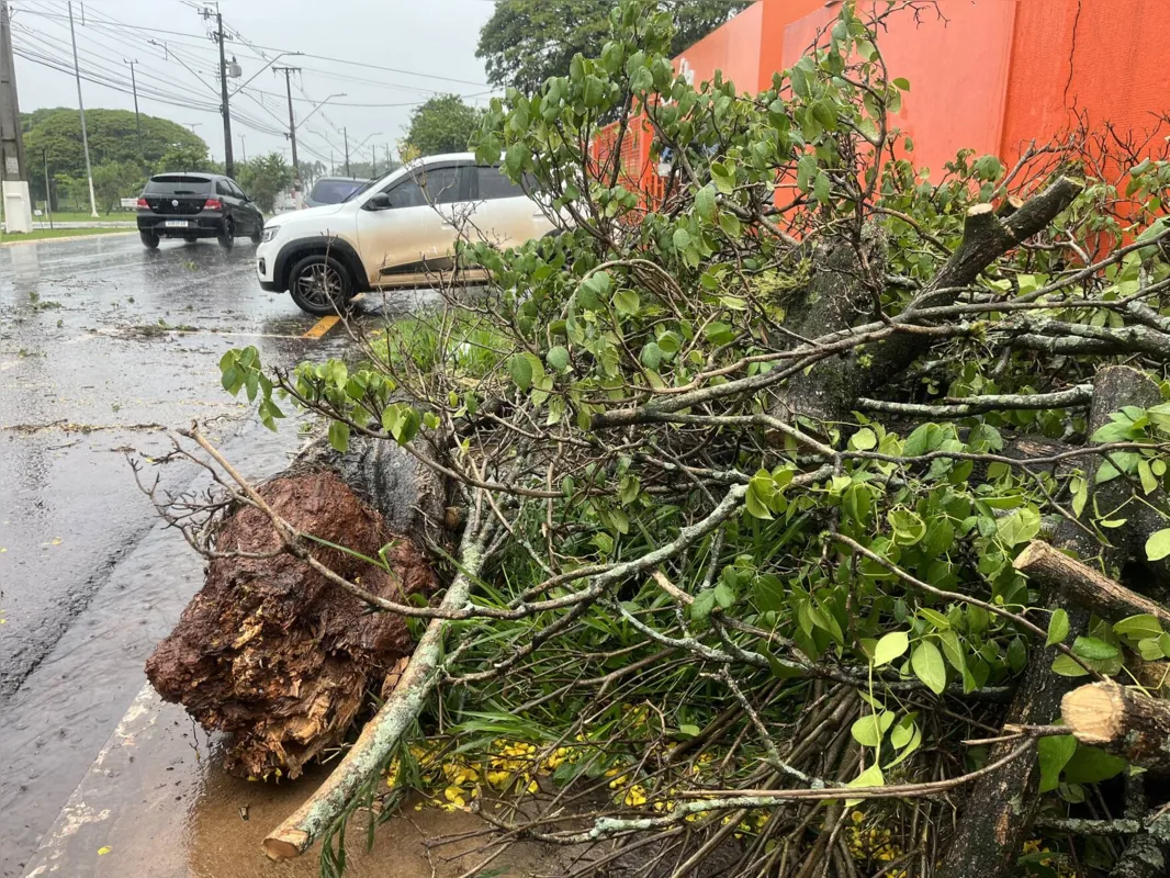 Árvore caiu em cima de carro na avenida Santos Dumont