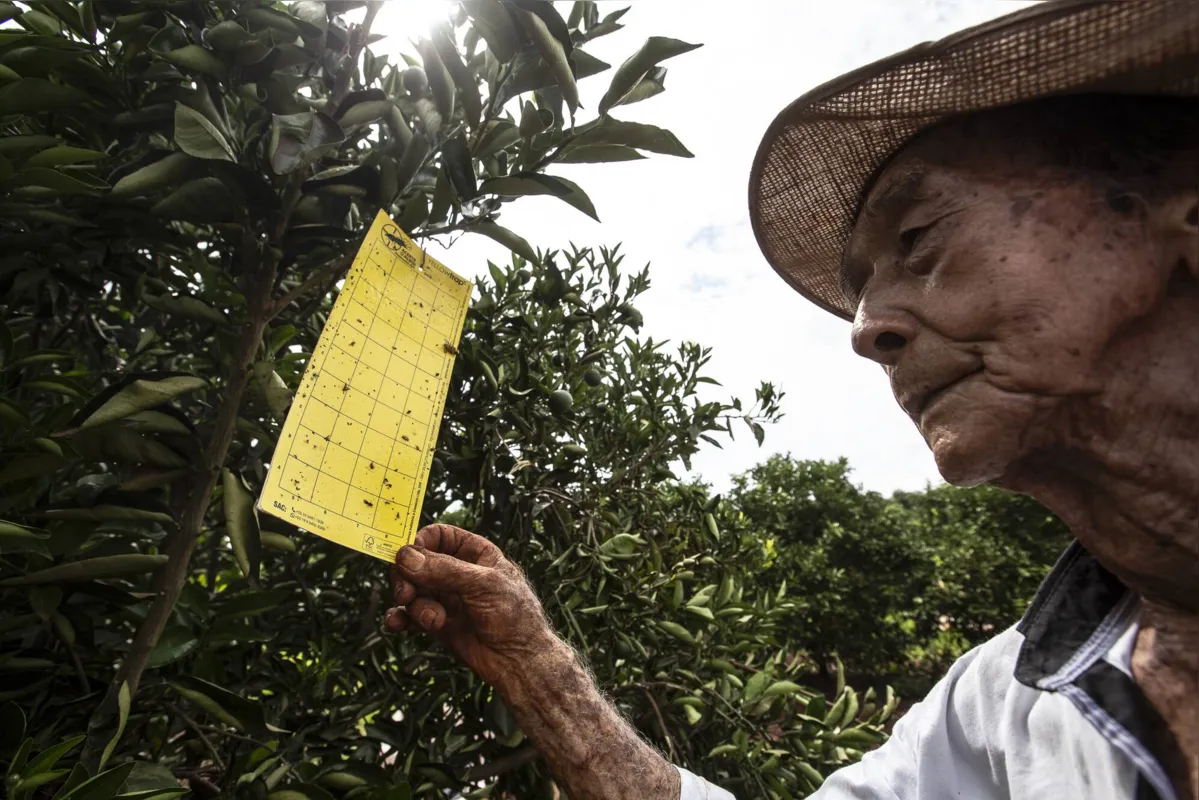 Riuji Sumiya confere a armadilha para controle do psilídeo, inseto vetor da bactéria causadora do greening