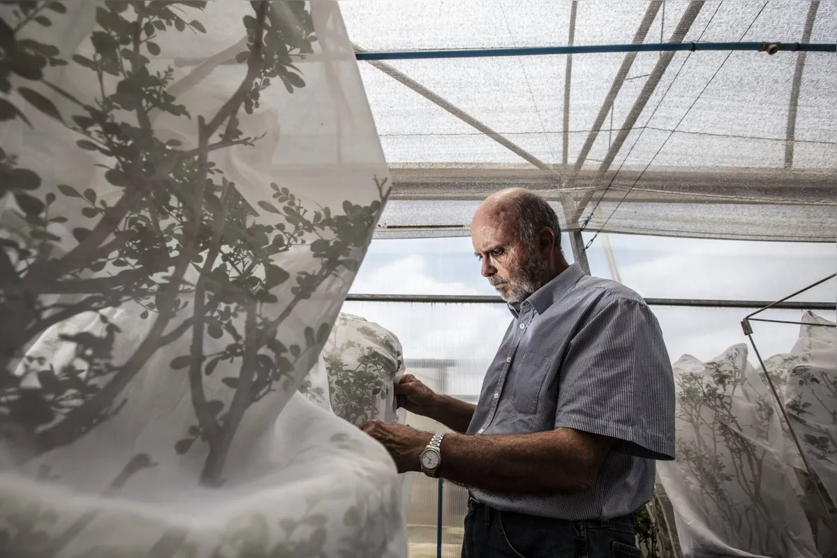 O pesquisador Rui Leite, do IDR-Paraná, no laboratório que produz a vespinha: controle do greenning é vital para a sobrevivência da citricultura