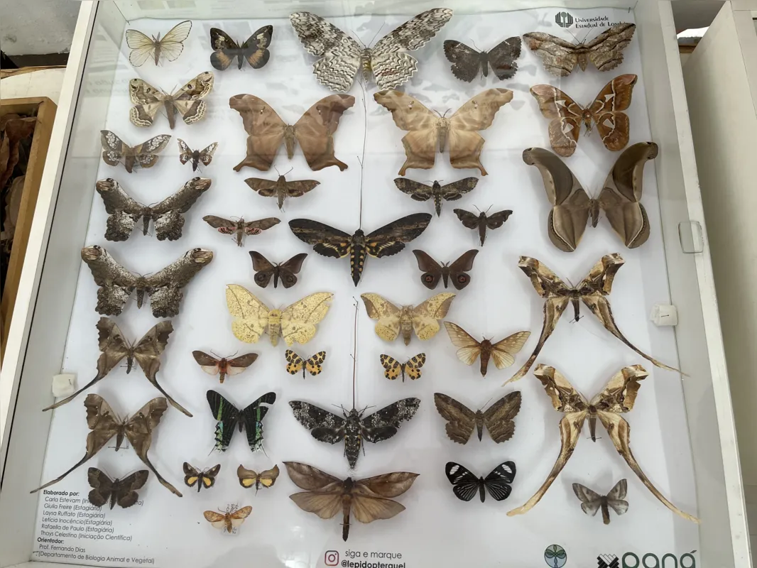 Mariposas