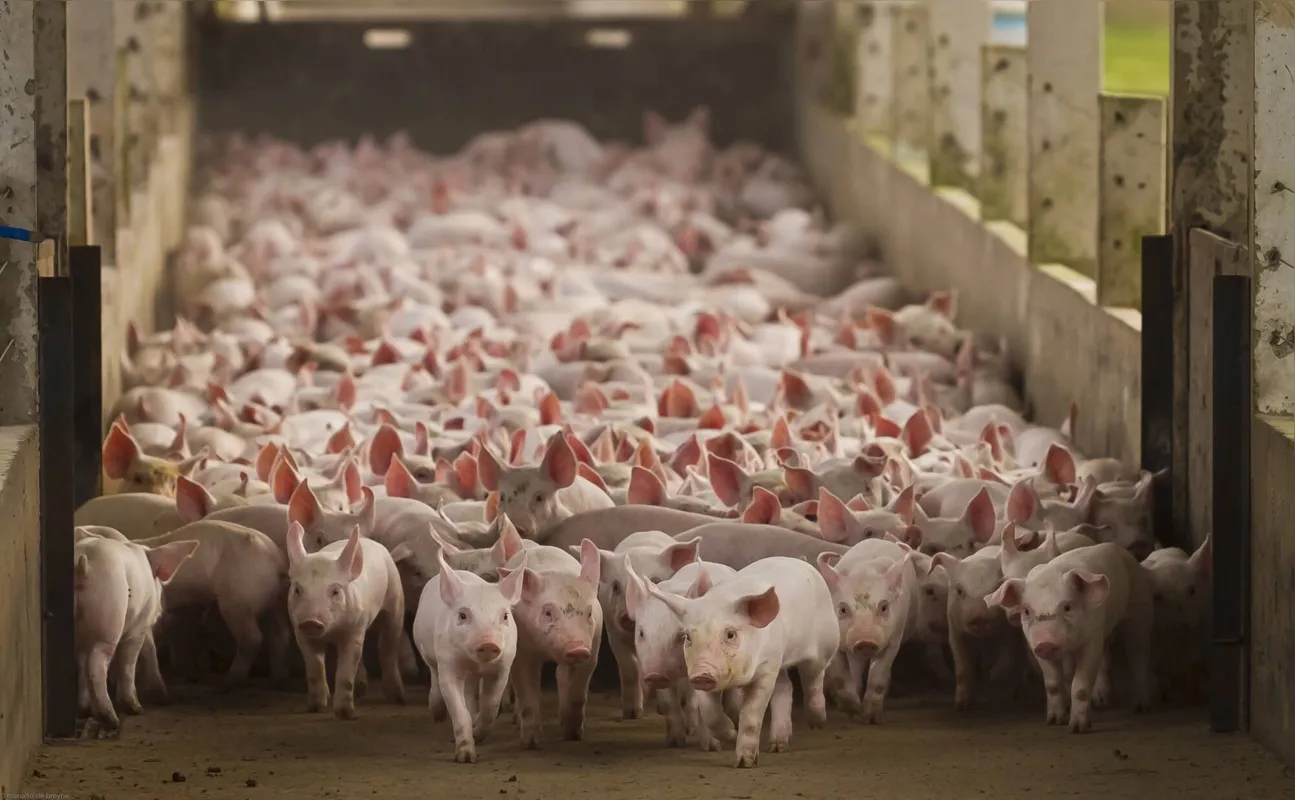A pesquisa do IBGE apontou que o rebanho de suínos cresceu 4,3% em 2022 no Brasil, chegando ao recorde de 44,4 milhões de animais
