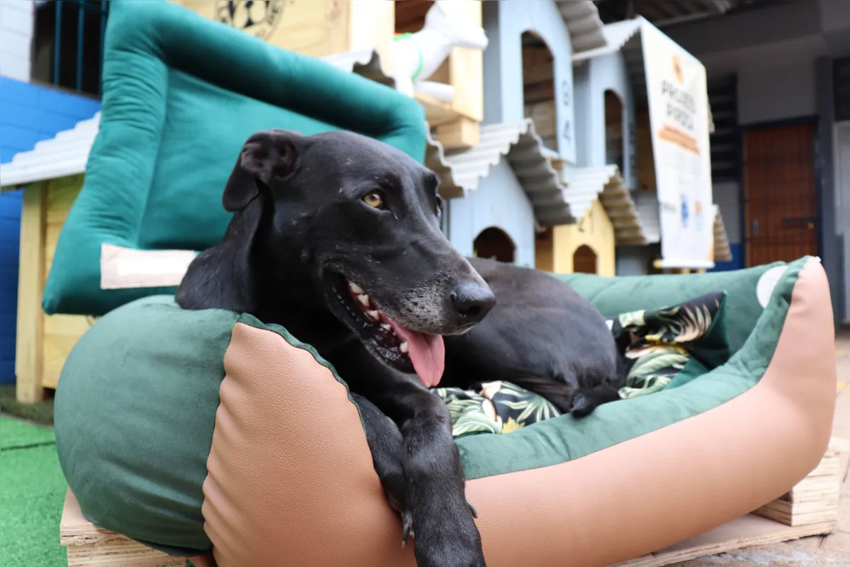 Imagem ilustrativa da imagem Detentos de Cascavel confeccionam casinhas para cães resgatados das ruas