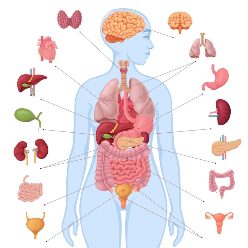 Dos órgãos às células, o estudo do funcionamento do corpo humano mostra as potencialidades do ser humano