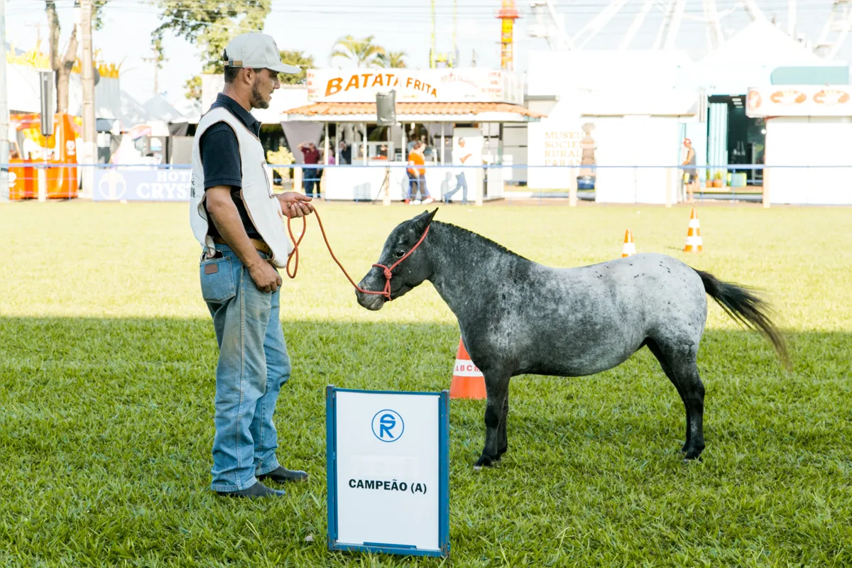 julgamento mini horse_