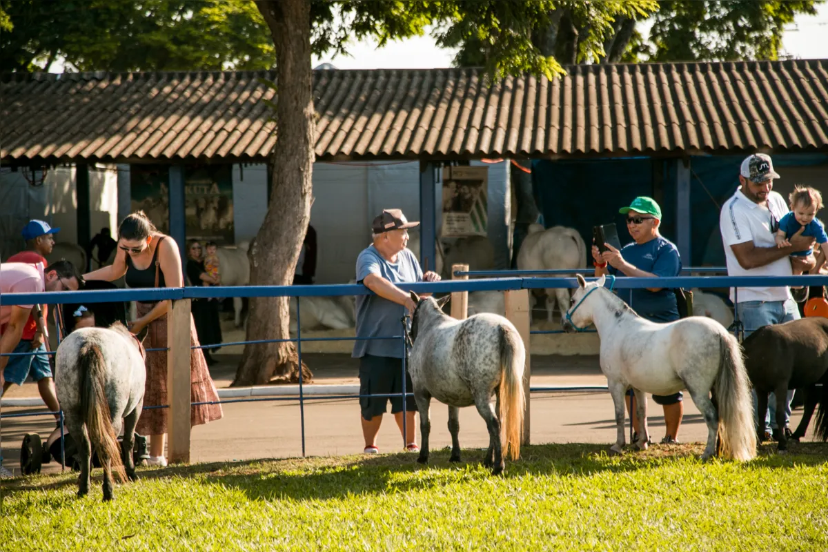 julgamento mini horse_
