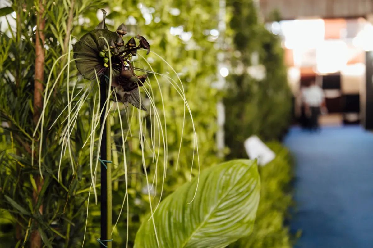 Tacca Chantriere ou simplesmente “Flor morcego”