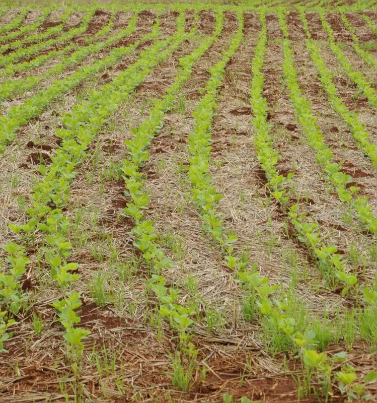 Na década de 1970, o agricultor foi buscar nos Estados Unidos a inspiração para aplicar a técnica do Plantio Direto no Brasil, como uma forma de combater a erosão