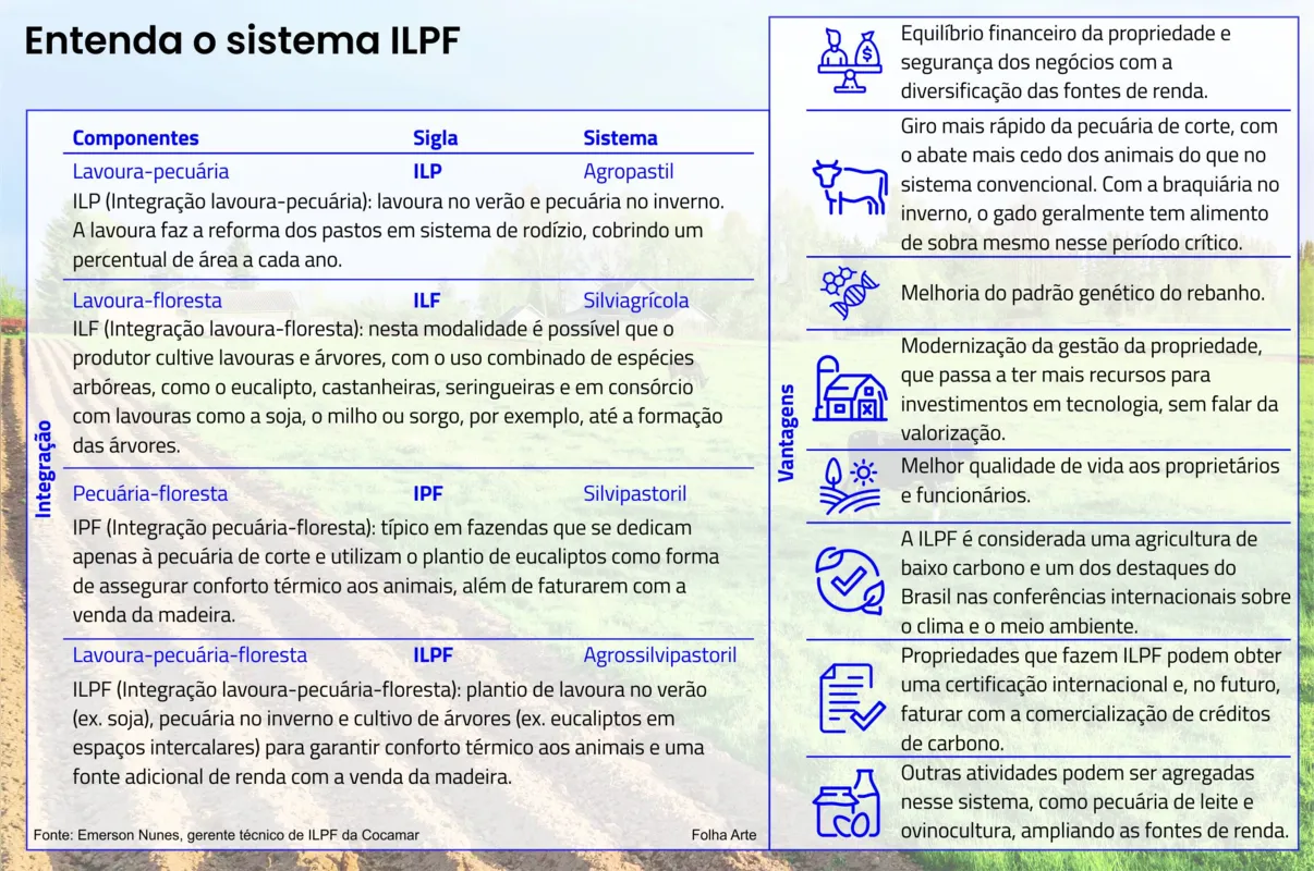 Imagem ilustrativa da imagem Integração com floresta traz bons resultados para o campo