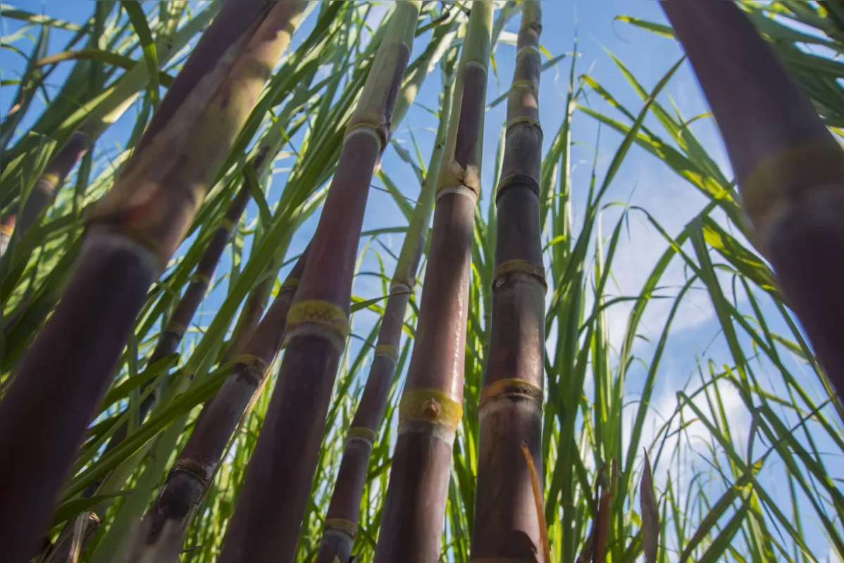 O Brasil é um dos principais produtores de etanol do mundo: metas de sustentabilidade