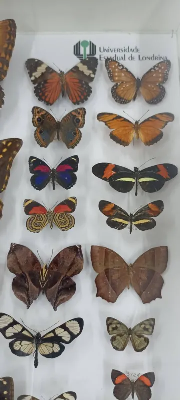 Acervo do museu  também possui borboletas em sua coleção
