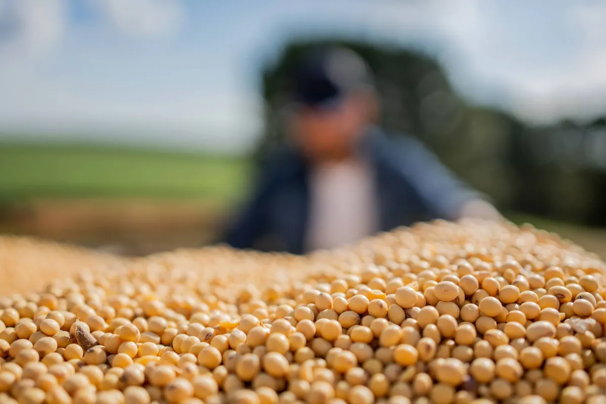 Pesquisadores trabalham no desenvolvimento de sementes de soja mais resistentes ao calor