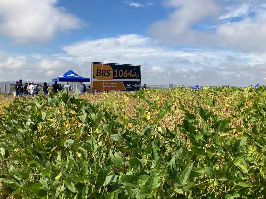 A cultivar BRS 1064IPRO, indicada para Londrina, traz ganho produtivo de 6,8% acima da média das principais cultivares padrões do mercado