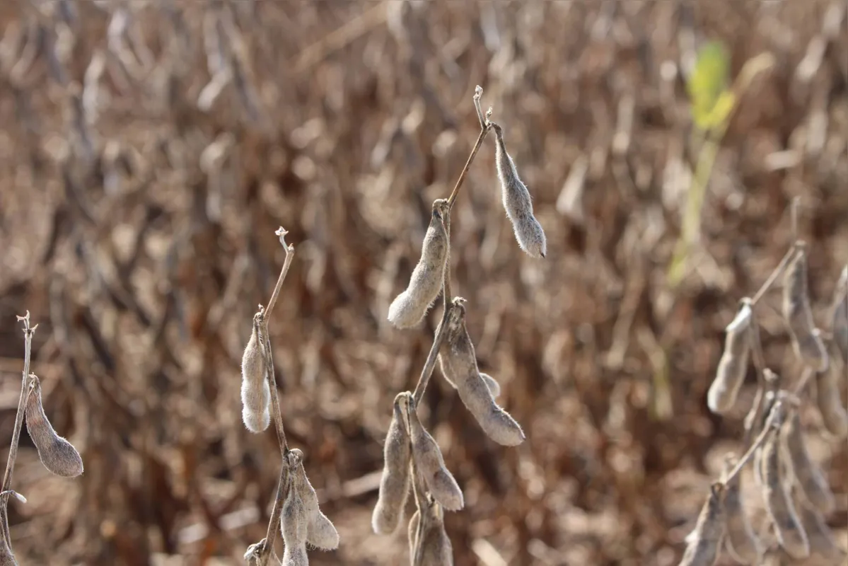 Imagem ilustrativa da imagem Novas cultivares aumentam produtividade e resistência da soja