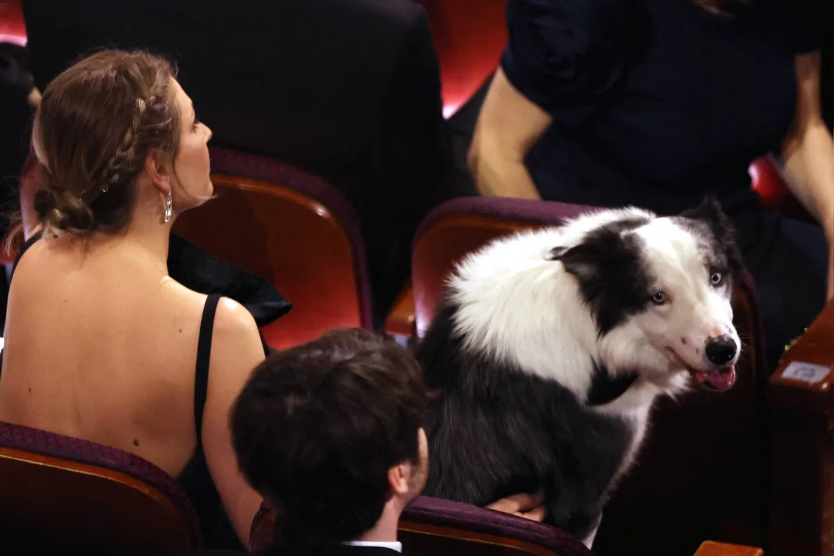 O cão Messi, que participa do filme "Anatomia de Uma Queda", gravou antes as cenas que apareceram na TV durante a cerimônia