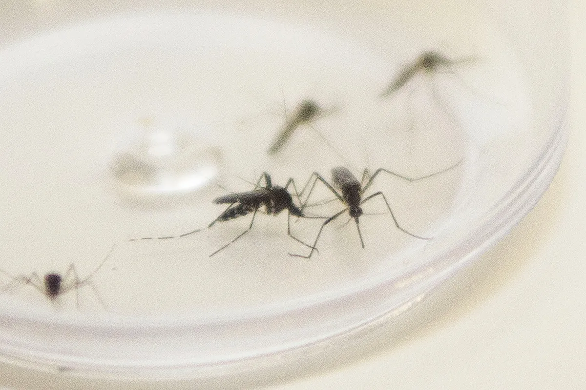 Imagem ilustrativa da imagem Pato Branco ultrapassa a marca de mil casos de dengue