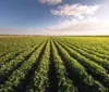 Embrapa lançará duas cultivares de soja no Show Rural
