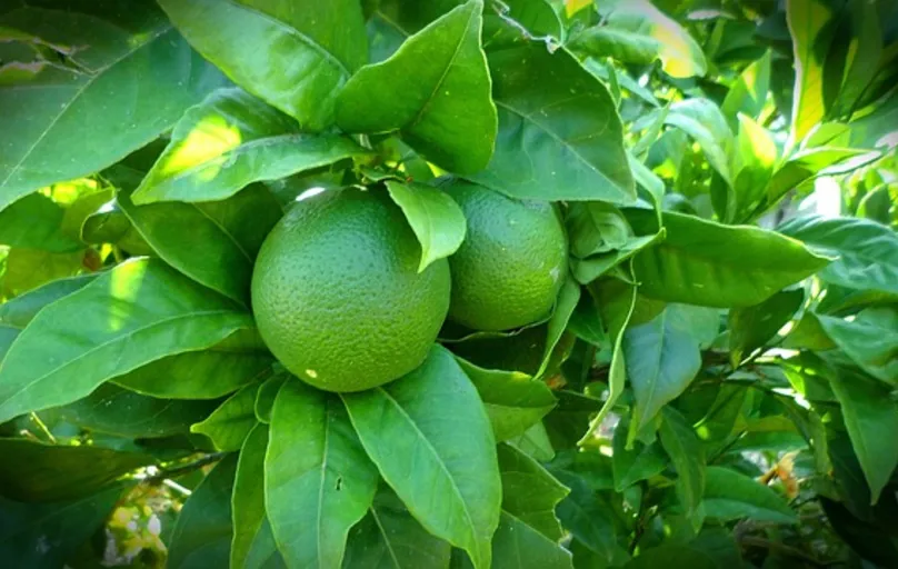 Controle de pragas e doenças é um dos desafios dos produtores, visto que o limão é cultivado em campo aberto