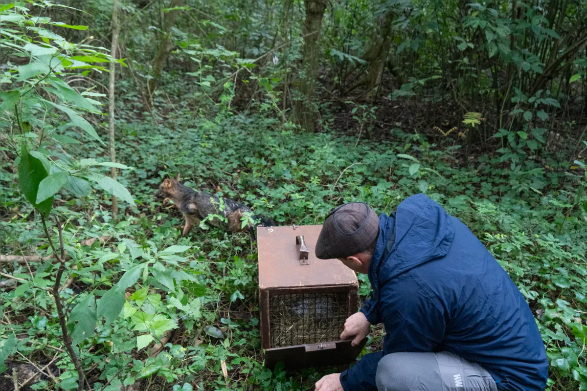 Imagem ilustrativa da imagem Após tratamento no Refúgio da Itaipu, animais são devolvidos à natureza