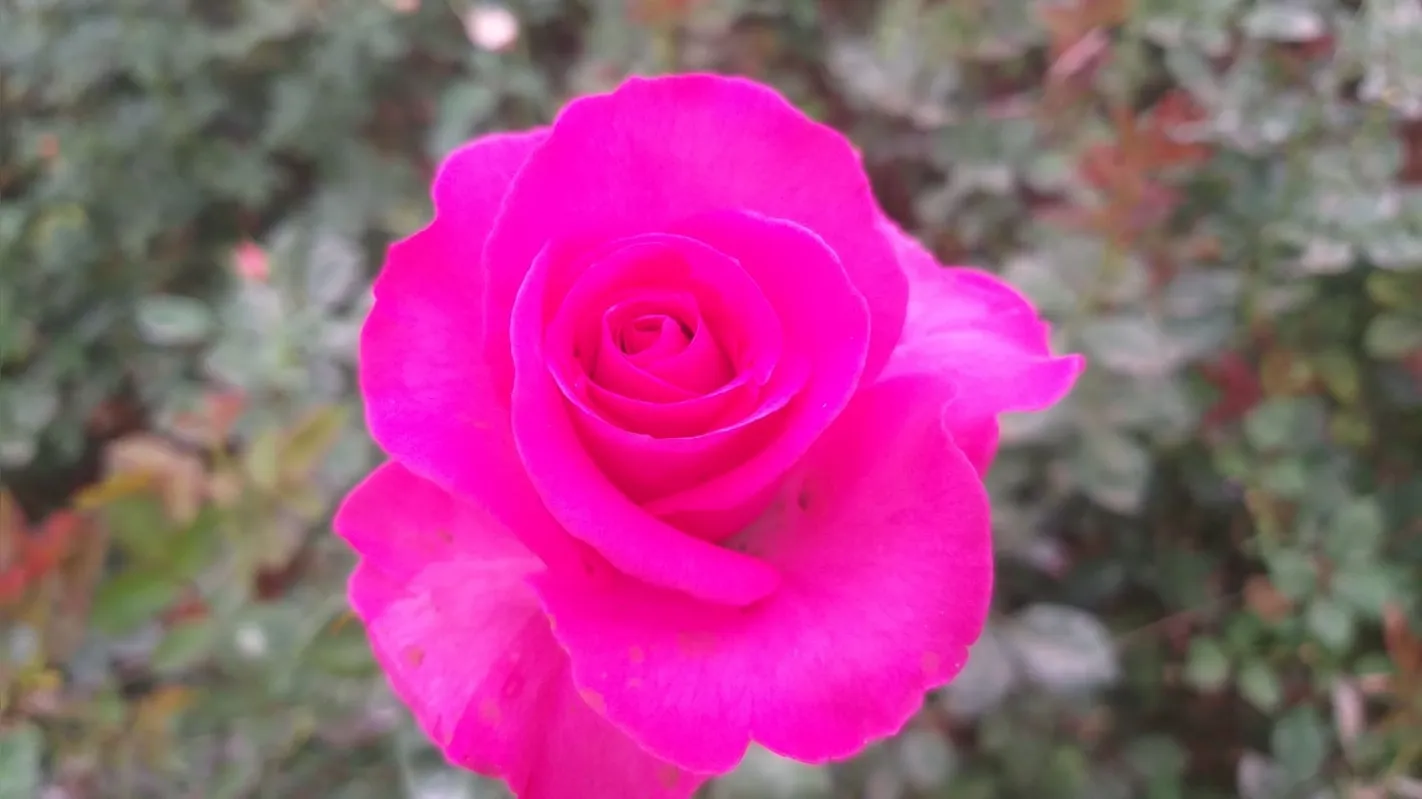 Produtores de rosas do Paraná têm no município paulista de Holambra os seus principais concorrentes: preços mais competitivos