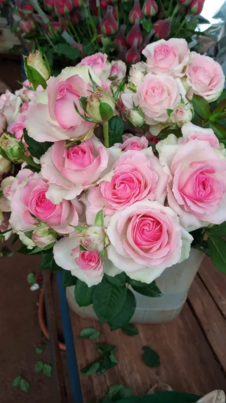 Imagem ilustrativa da imagem Araruna e Marialva produzem mais de 70% das rosas no PR