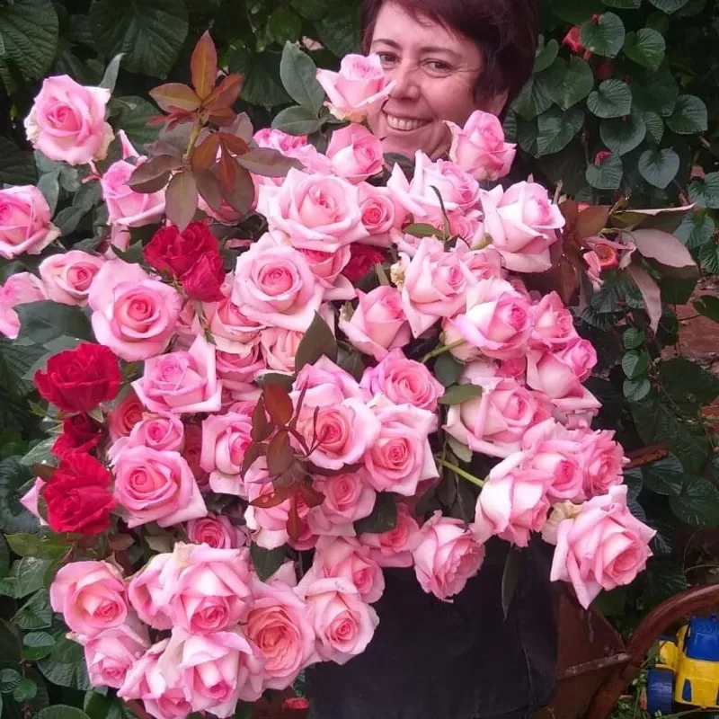 Aparecida Bondezan Ramalho cultiva rosas há 13 anos em Araruna e hoje responde por 13 variedades distintas