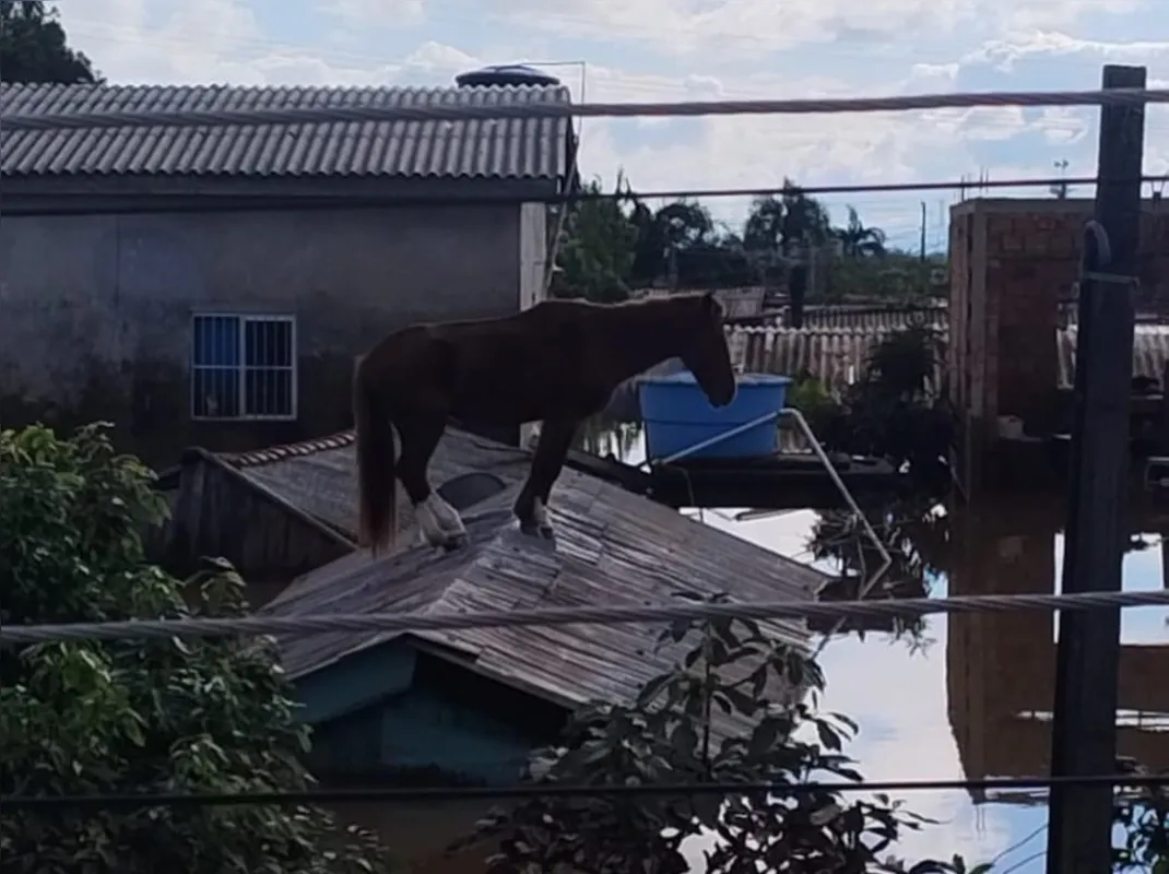 Cavalo Caramelo ilhado em Canoas