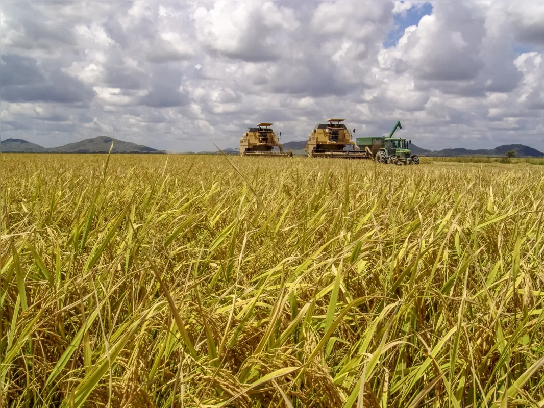Rio Grande do Sul, Santa Catarina e Tocantins são responsáveis pela maior parte da produção de arroz no Brasil