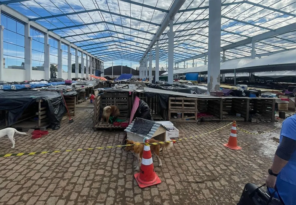 Atender a quantidade de animais em estrutura improvisada e com poucos recursos são os principais dos profissionais que se atuam na linha de frente no Rio Grande do Sul