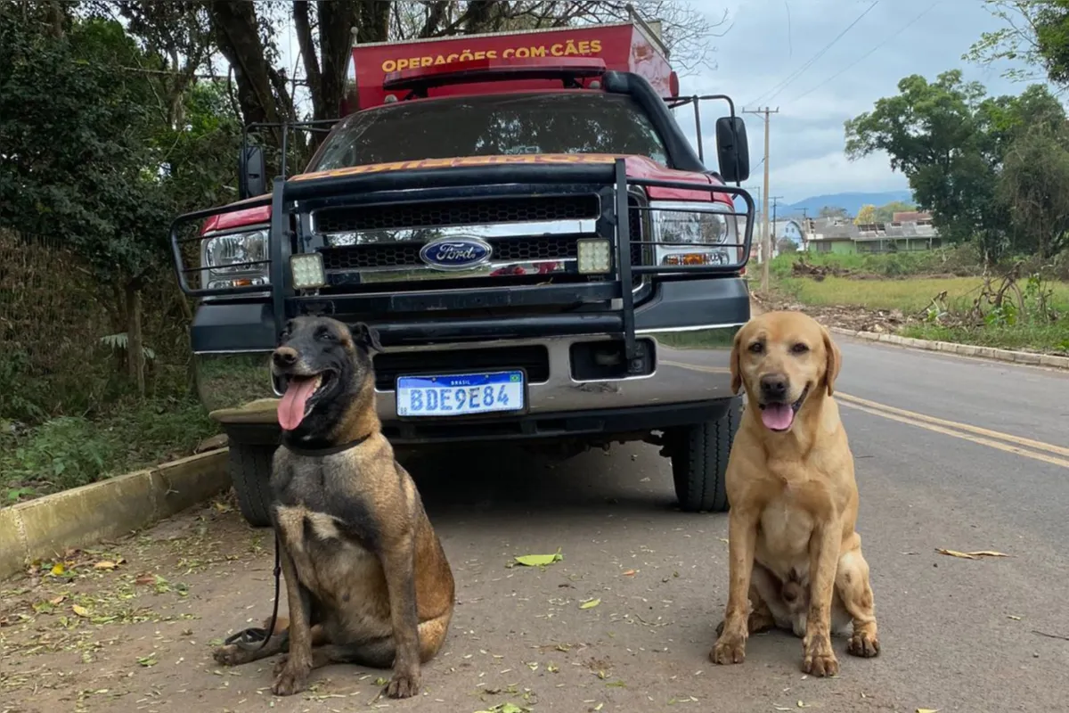 Imagem ilustrativa da imagem Paraná sedia pela 1ª vez Certificação Nacional de Cães de Busca e Resgate