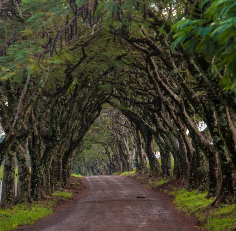 Parque Estadual Vila Rica do Espírito Santo, no município de  Fênix