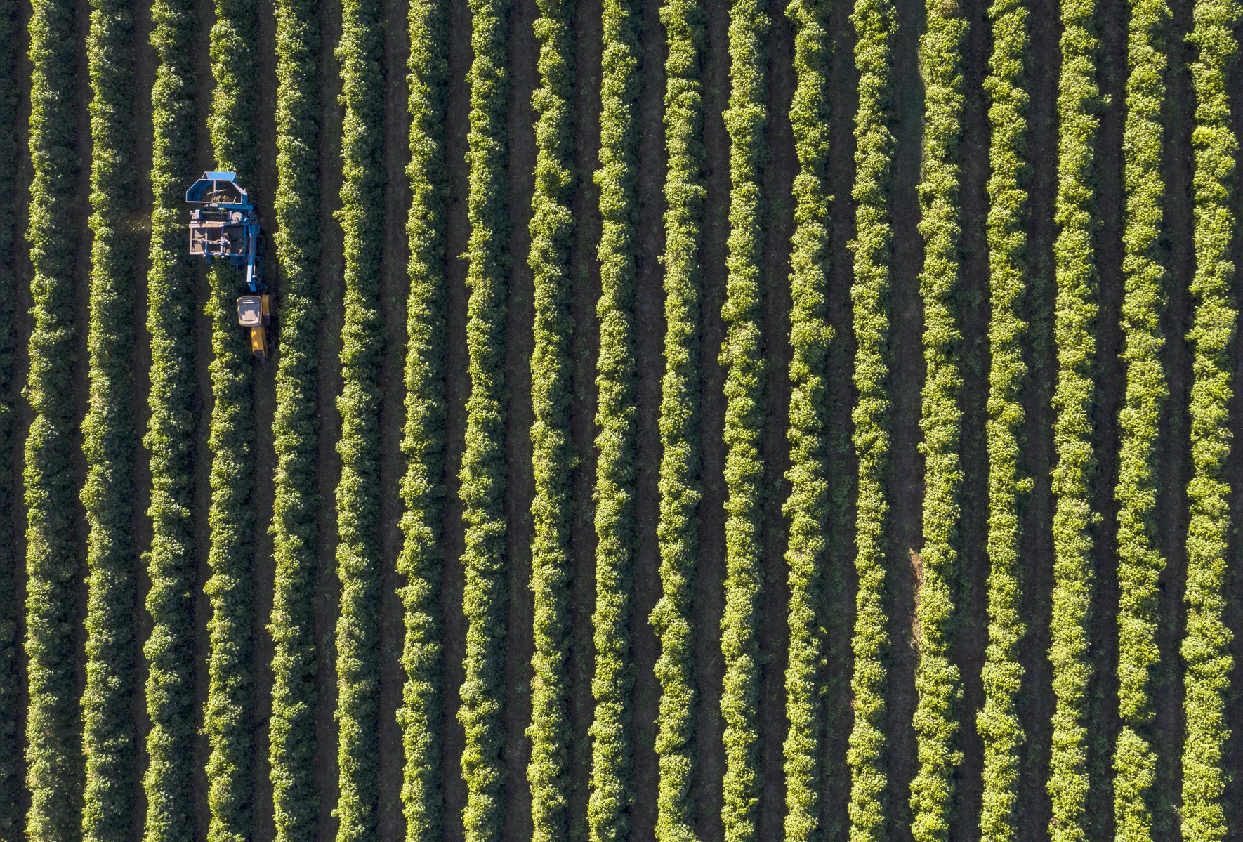 Corretores calculam que  saca de 60 Kg do café verde vendida em média a R$ 2,4 mil em janeiro pode chegar a R$ 3 mil ao fim do semestre