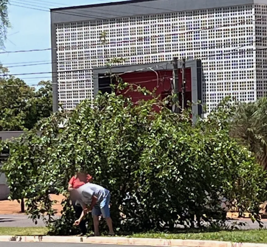 Imagem ilustrativa da imagem # CIDADE FALA: Árvores frutíferas